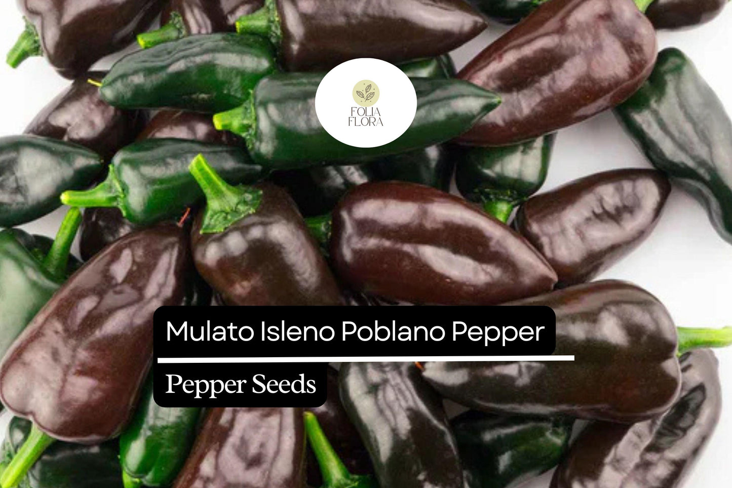 10 Seeds Mulato Isleno Poblano Pepper, Capsicum Annuum, Mild Chili Pepper Variety