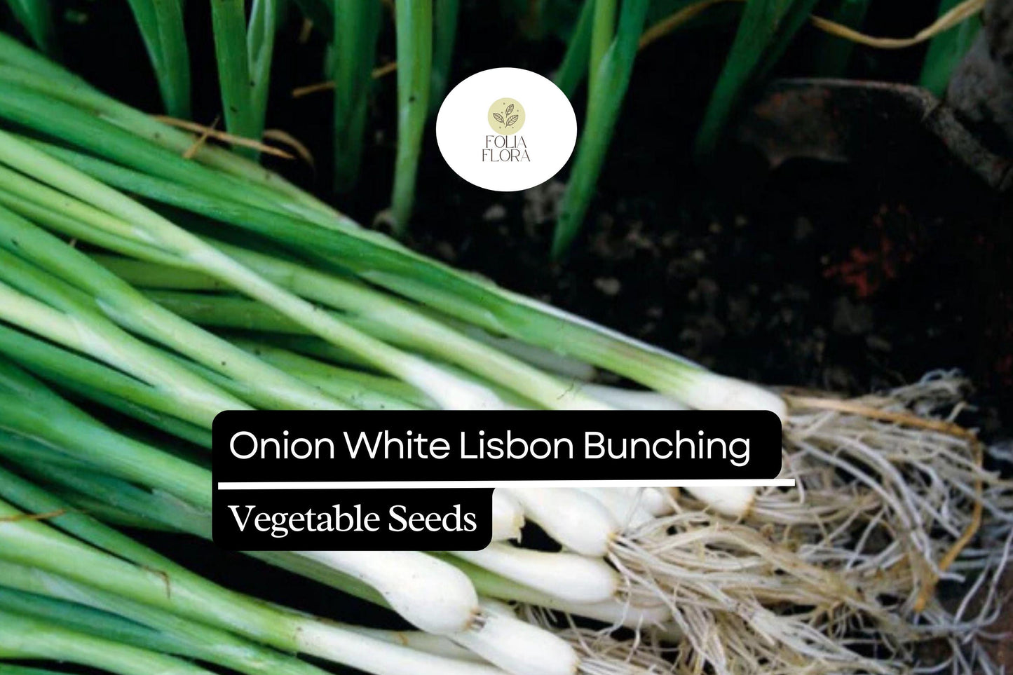 250mg Onion White Lisbon Bunching Seeds Allium cepa | Fresh Green Scallions, Heirloom Non-GMO, Fast-Growing Variety
