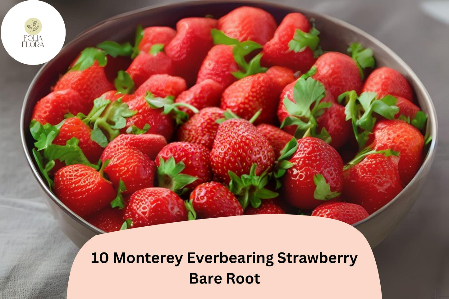 10 Monterey Strawberry Plants | Live Bare Root Everbearing | NON-GMO Fragaria × ananassa Garden Fruit