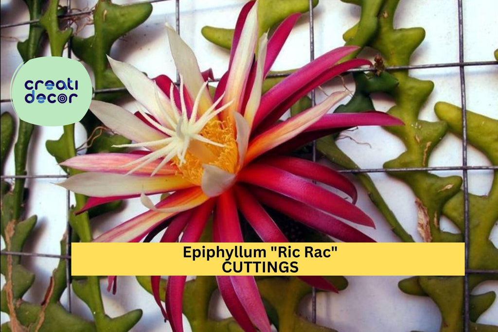 1 Epiphyllum Ric Rac Cactus Cutting | 5–9” Fishbone Zig Zag Cactus | Exotic Trailing Houseplant Starter | Easy to Root