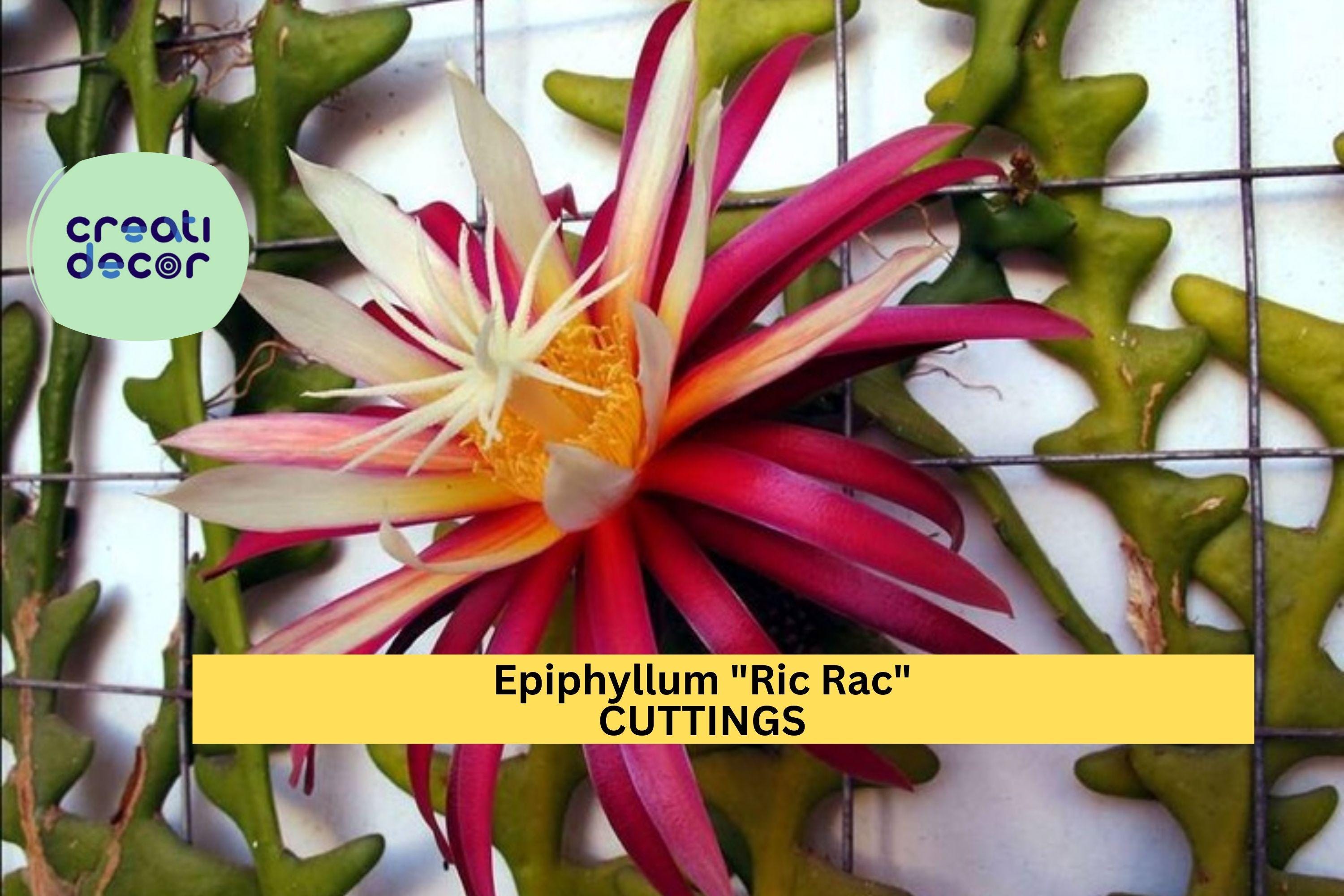 1 Epiphyllum Ric Rac Cactus Cutting | 5–9” Fishbone Zig Zag Cactus | Exotic Trailing Houseplant Starter | Easy to Root