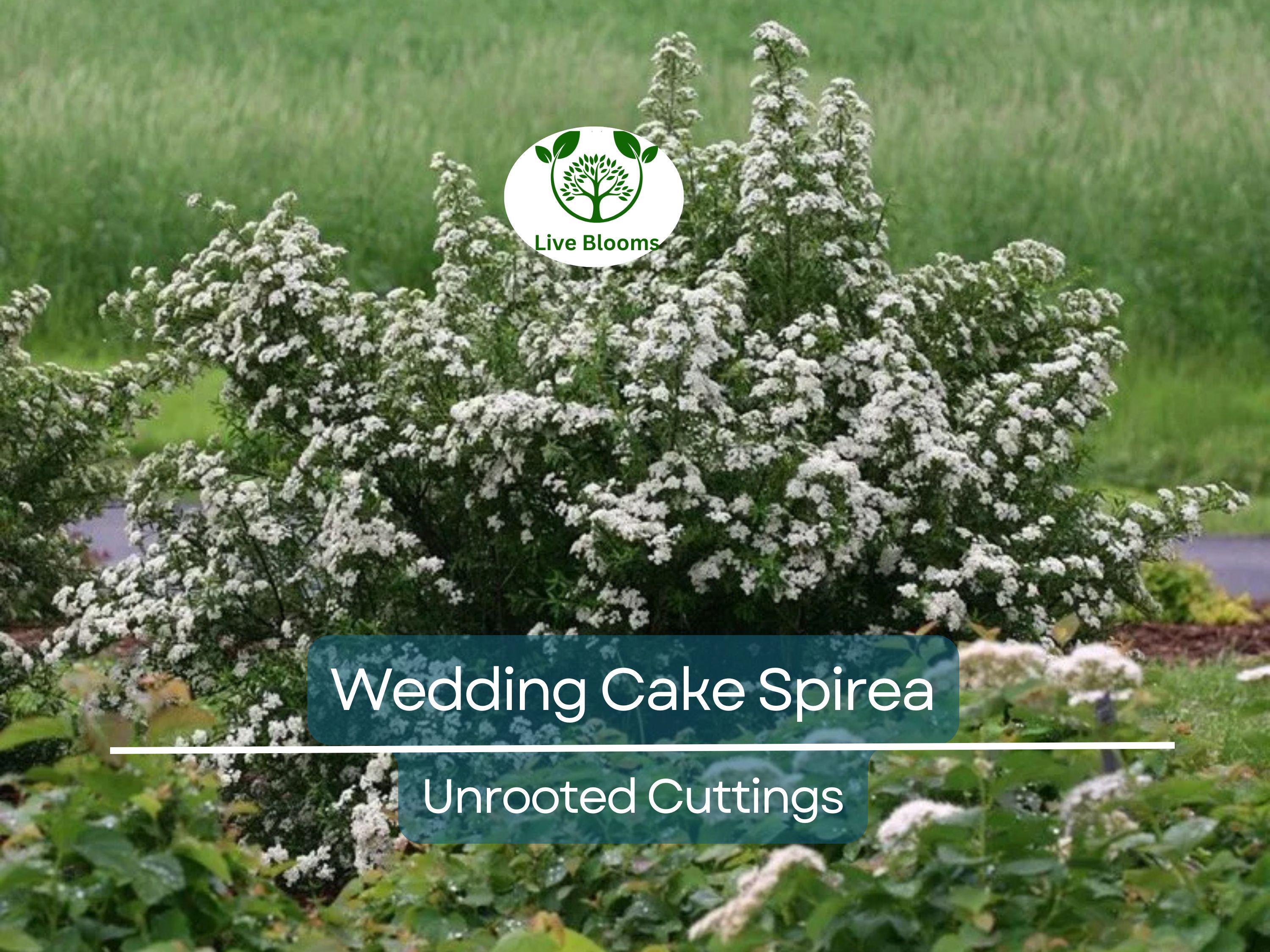 10 White Wedding Cake Spirea Unrooted Cuttings (Spiraea prunifolia) - 6-8 Inches, Ornamental Shrub, Hardy, Ideal for Landscaping & Gardens