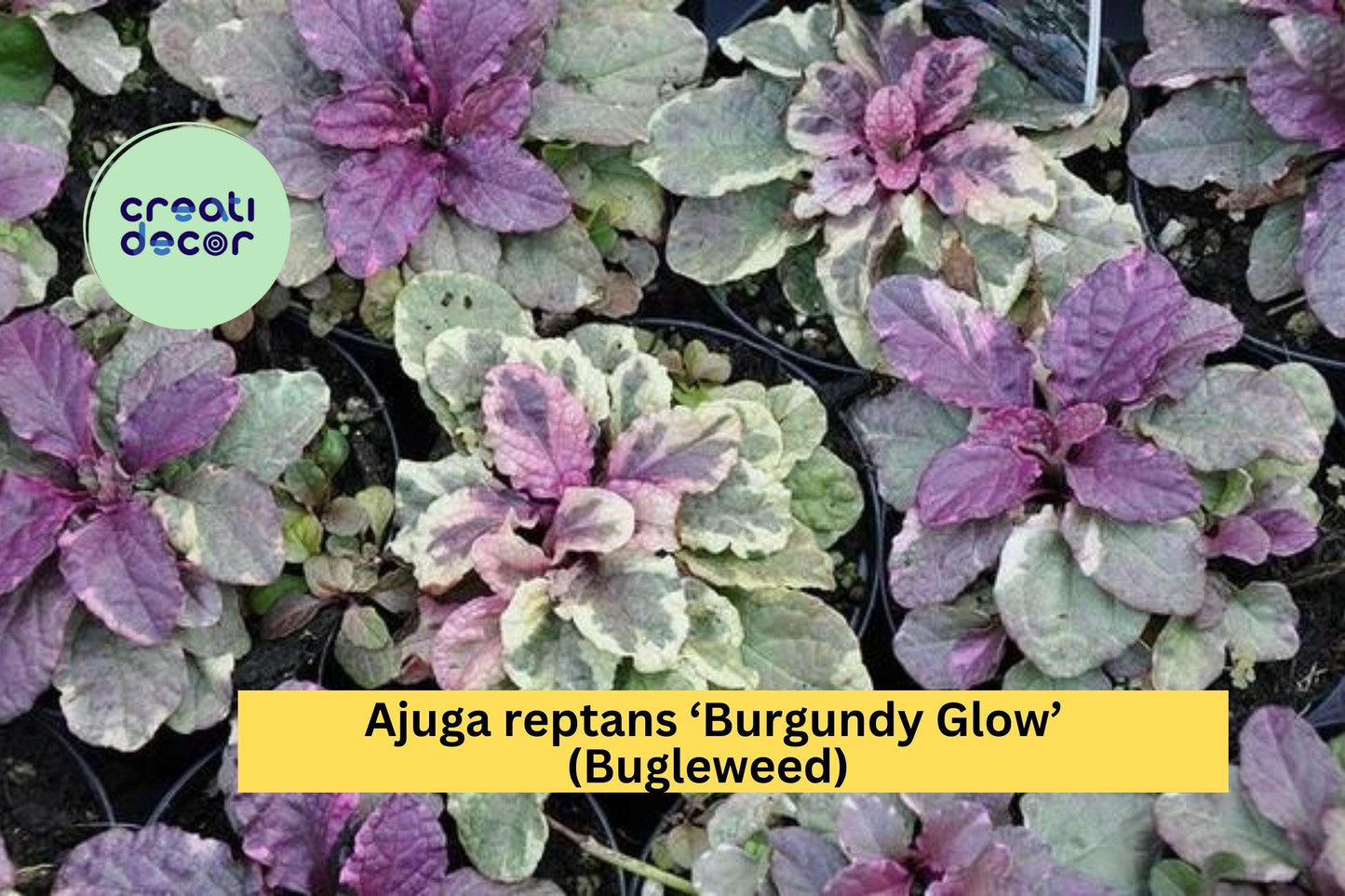 Ajuga reptans ‘Burgundy Glow’ – 3 Live Rooted Perennial Bugleweed Plants, Hardy Groundcover with Colorful Foliage & Purple Blooms