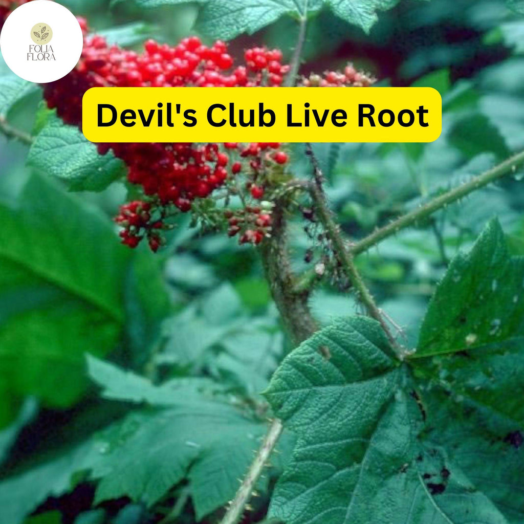 1 Devil's Club (Oplopanax horridus) Live Root – Alaska Wild Harvested for Planting