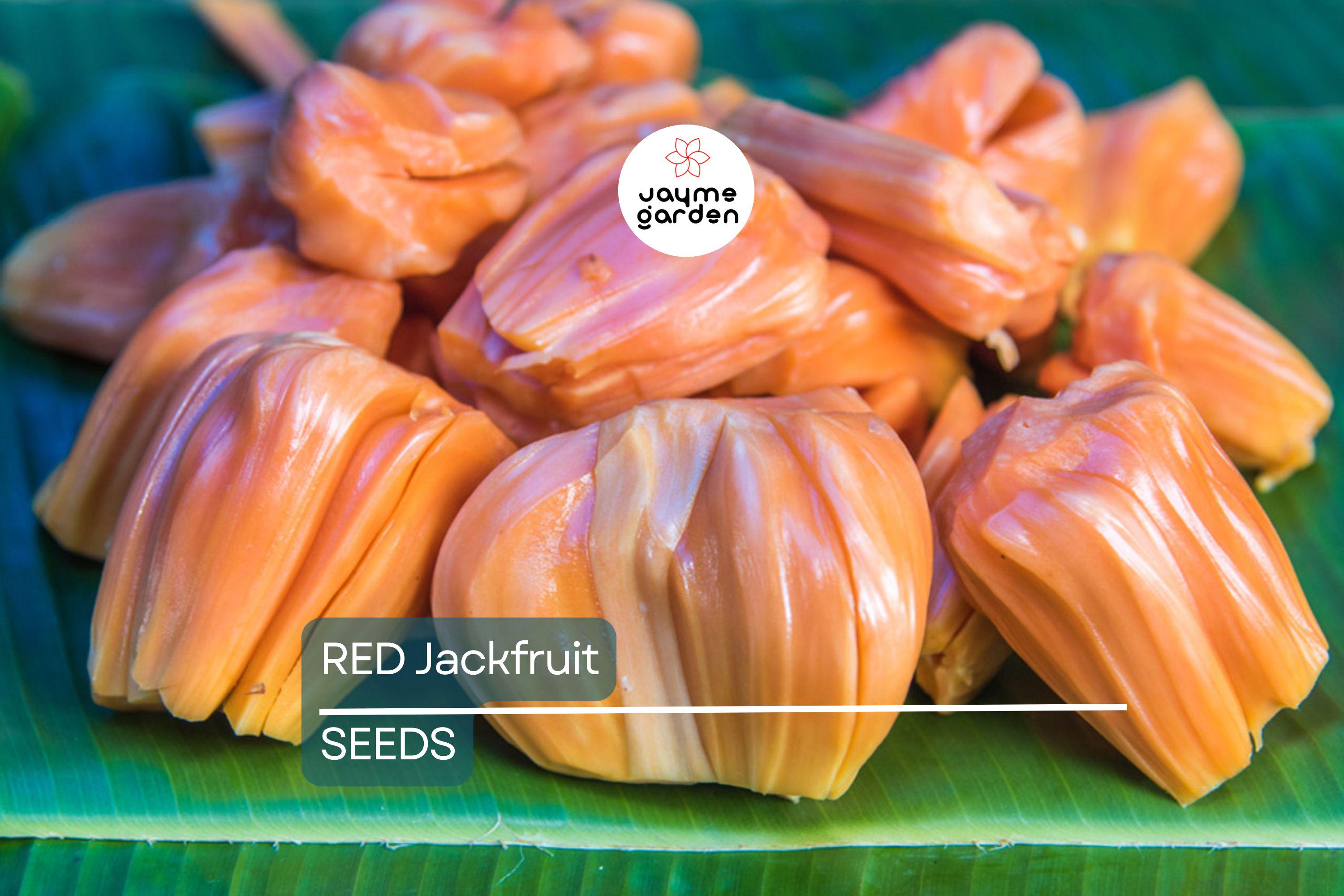 10 Fresh Red Jackfruit Seeds - Tropical Jack Fruit Tree Seeds - High Germination Rate, Ready to Grow