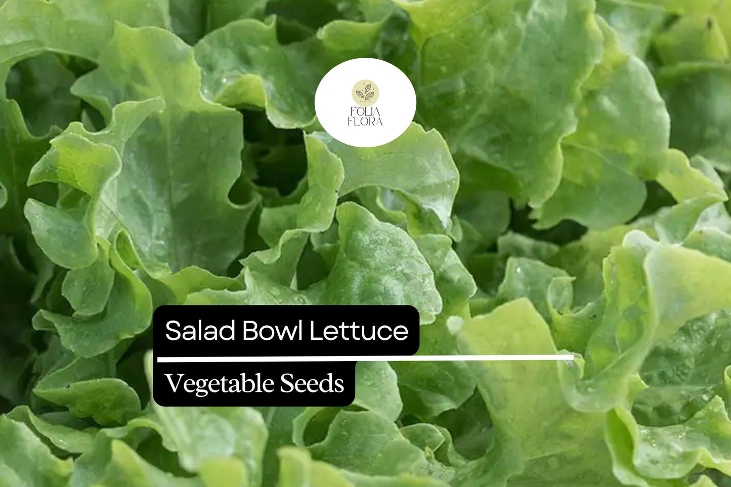 1000 Salad Bowl Lettuce Seeds – Lactuca sativa – Heirloom, Tender & Mild, Heat-Tolerant