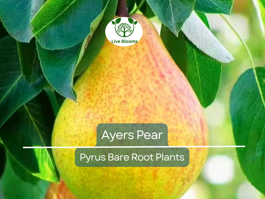 1 Ayers Pear Tree – Live Bare Root Fruit Tree (2ft) – Sweet, Juicy Pears – Disease-Resistant & Self-Pollinating – Zone 5–9