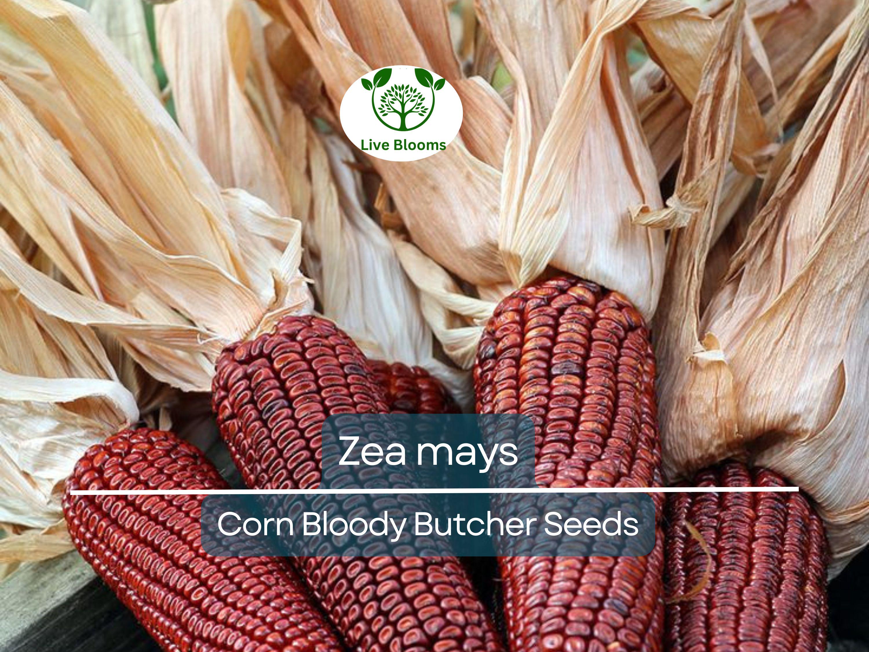 25 Seeds Corn Bloody Butcher (110 Days) – Zea mays | Heirloom Corn for Planting, Gardening & Unique Red Kernels for Fresh Harvests