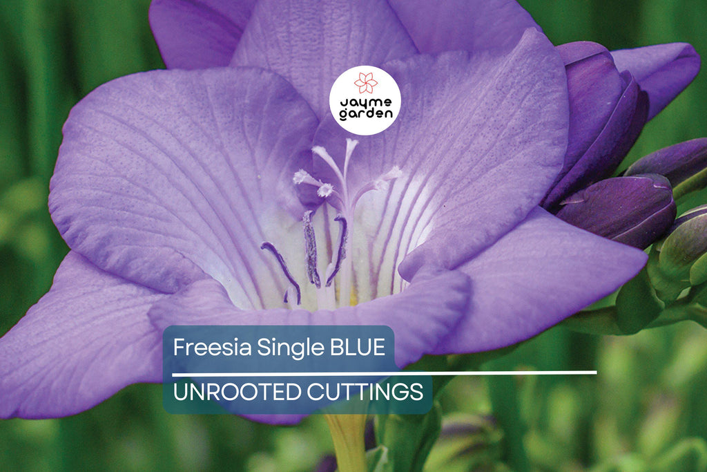Freesia Single Blue Bulbs - 5 Fragrant Flower Bulbs, Violet-Blue Blooms, Perfect for Gardens & Containers, USDA Zones 9-10