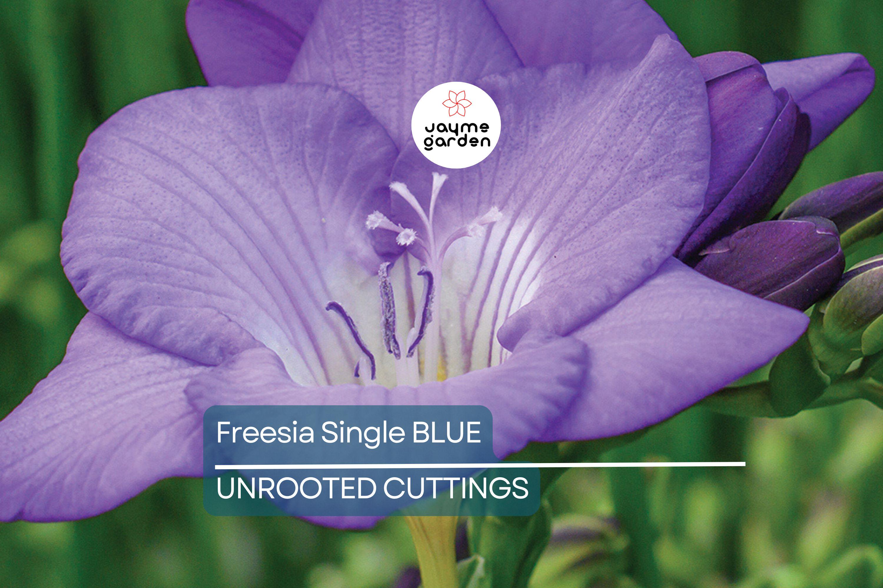 Freesia Single Blue Bulbs - 5 Fragrant Flower Bulbs, Violet-Blue Blooms, Perfect for Gardens & Containers, USDA Zones 9-10