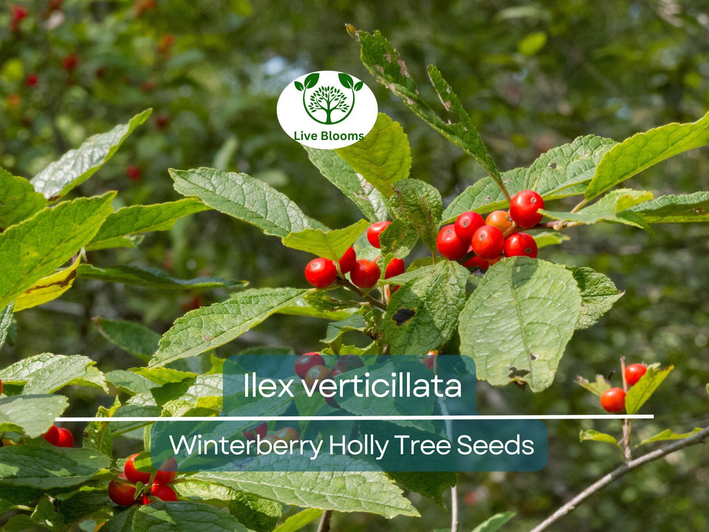 250 mg Seeds Ilex Verticillata - Winterberry Holly for Planting | Decorative Shrub for Wildlife & Landscaping