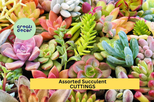 5 Assorted Succulent Cuttings | Handpicked from 50+ Varieties | Easy to Root | Indoor or Outdoor | Colorful DIY Plant Starter