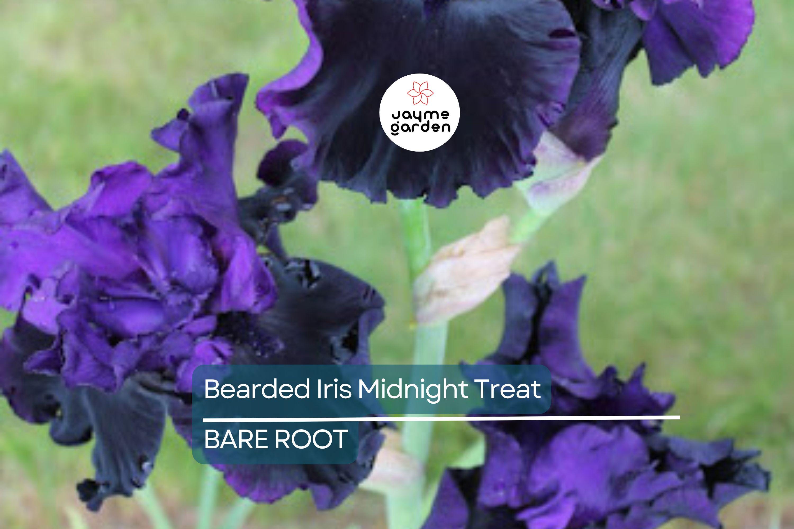 Bearded Iris Midnight Treat - Purple & Black Ruffled Blooms, Award-Winning, Deer-Resistant, USDA Zones 4-9