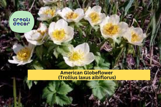 American Globeflower Seeds (Trollius laxus albiflorus) – 50 Native Perennial Seeds | White Wildflower | Moist Soil | Shade Tolerant