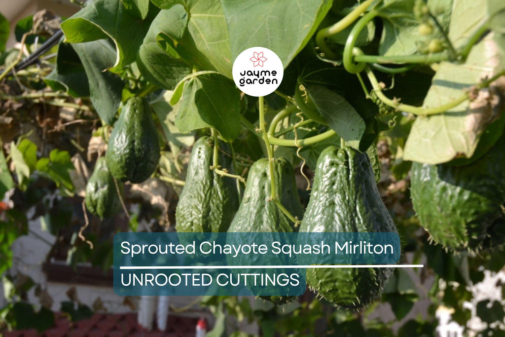 3 Sprouted Chayote Squash Mirliton Live Plants – Ready to Plant – Fast Growing – Fresh & Healthy