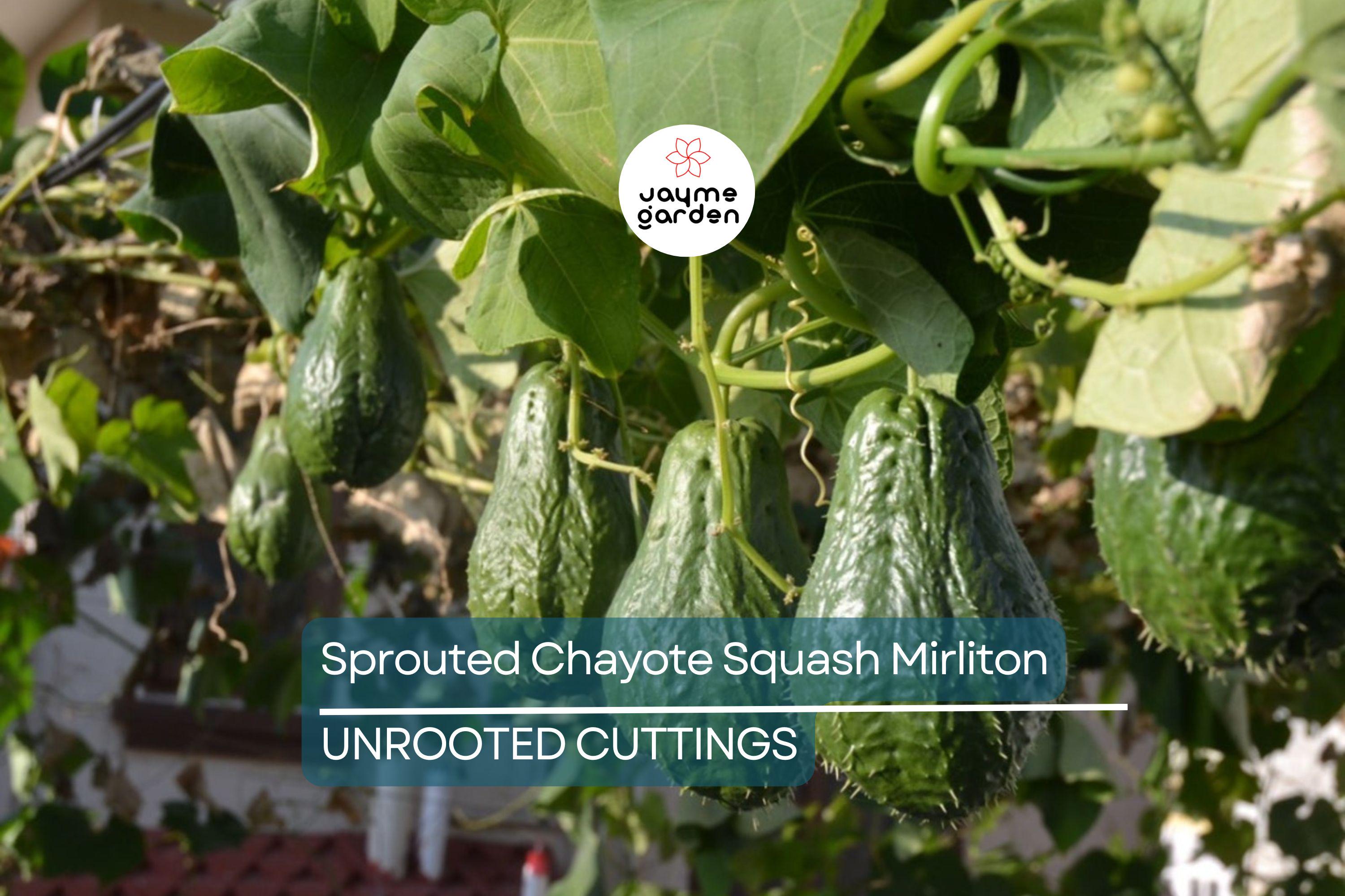 3 Sprouted Chayote Squash Mirliton Live Plants – Ready to Plant – Fast Growing – Fresh & Healthy
