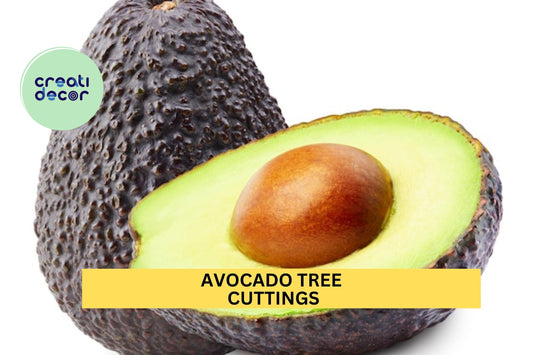 Avocado Tree Cuttings – Set of 3 for Grafting or Rooting | Fresh Persea americana Wood for Propagation or Avocado Orchard Starts