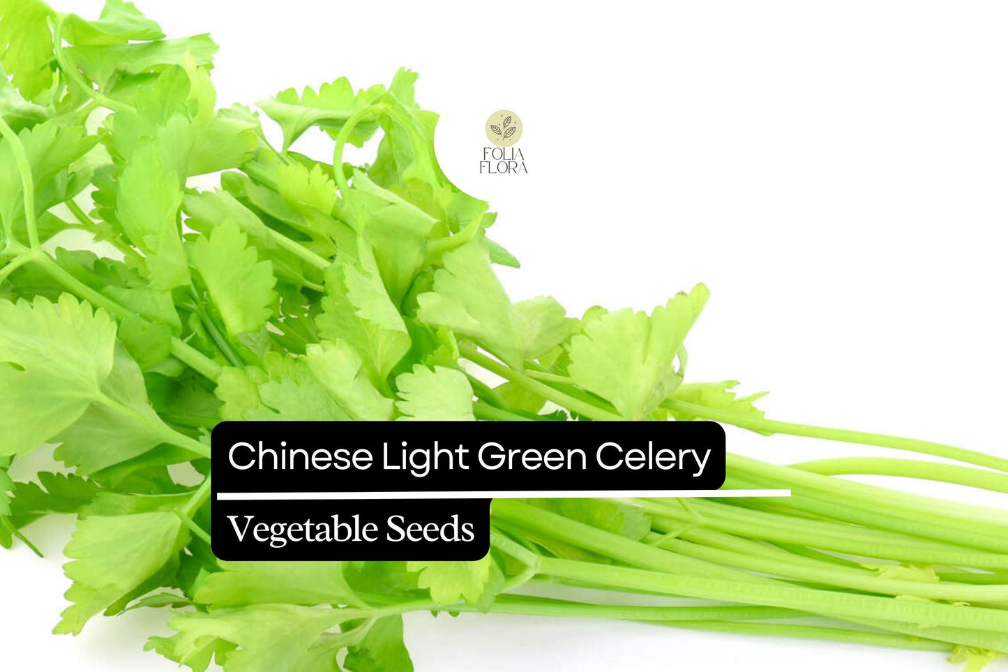 500 Seeds Chinese Light Green Celery, Heirloom Crisp Celery, Mild and Tender Stalks