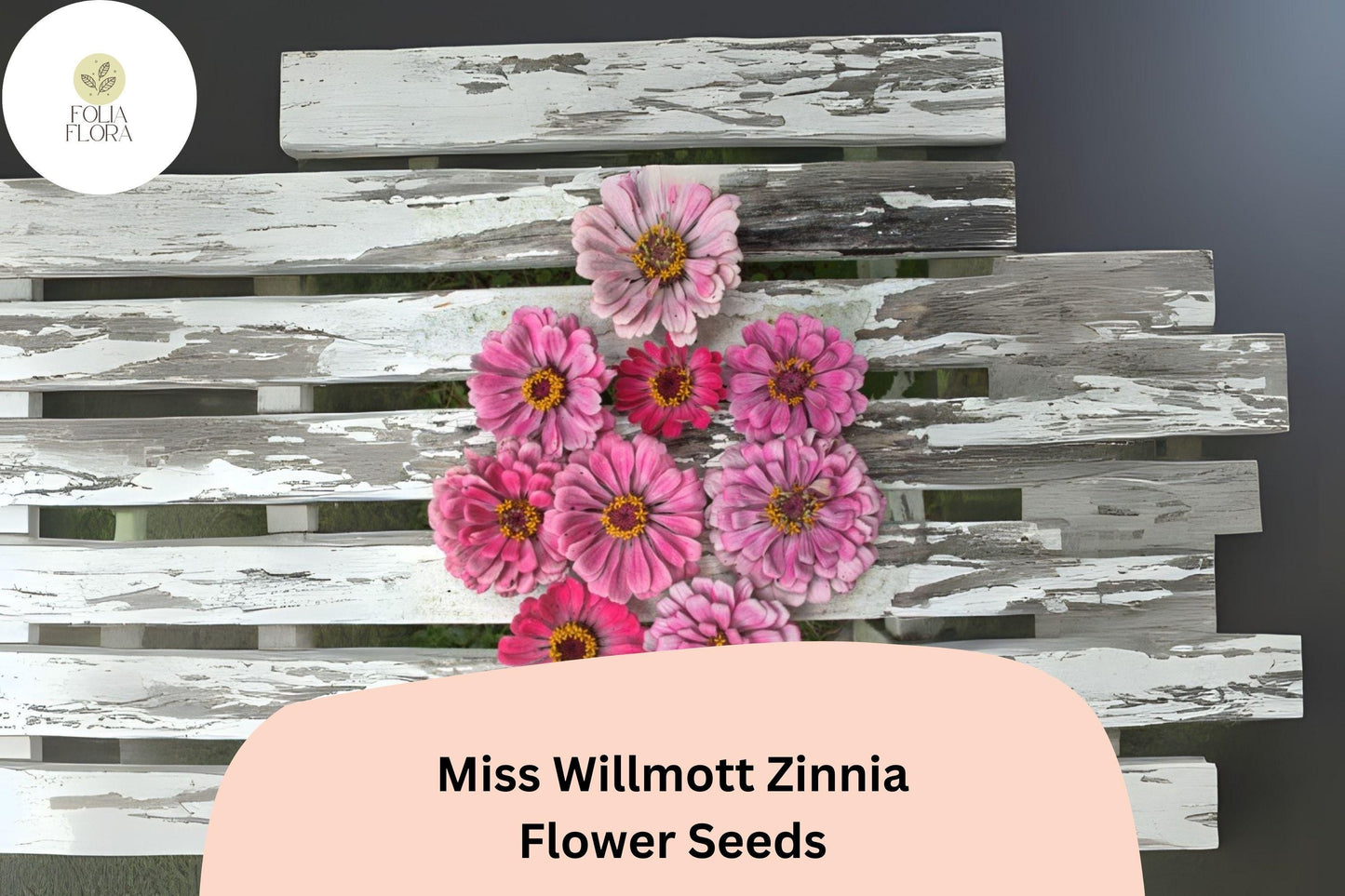 Miss Willmott Zinnia Seeds – 100+ Salmon-Pink Annual Garden Flowers for Planting