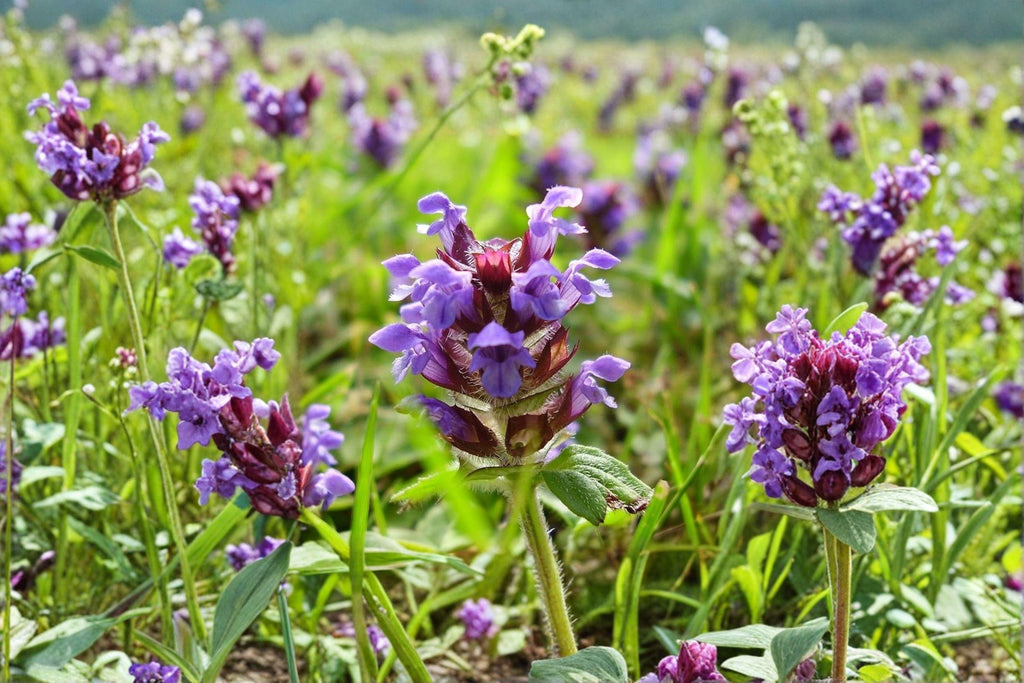 Heal All – Prunella vulgaris, Perennial Medicinal Herb | Groundcover (100 Seeds)