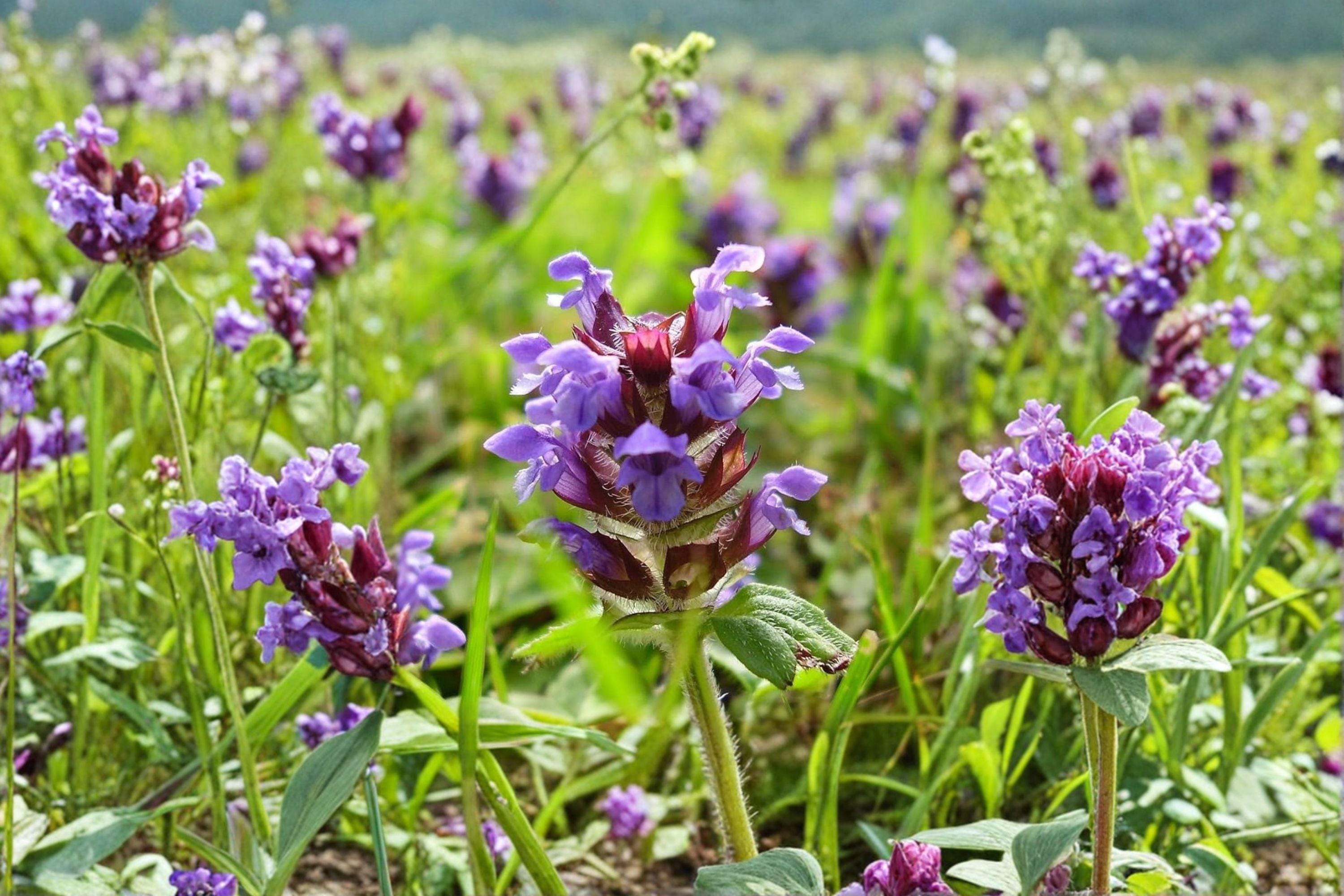 Heal All – Prunella vulgaris, Perennial Medicinal Herb | Groundcover (100 Seeds)