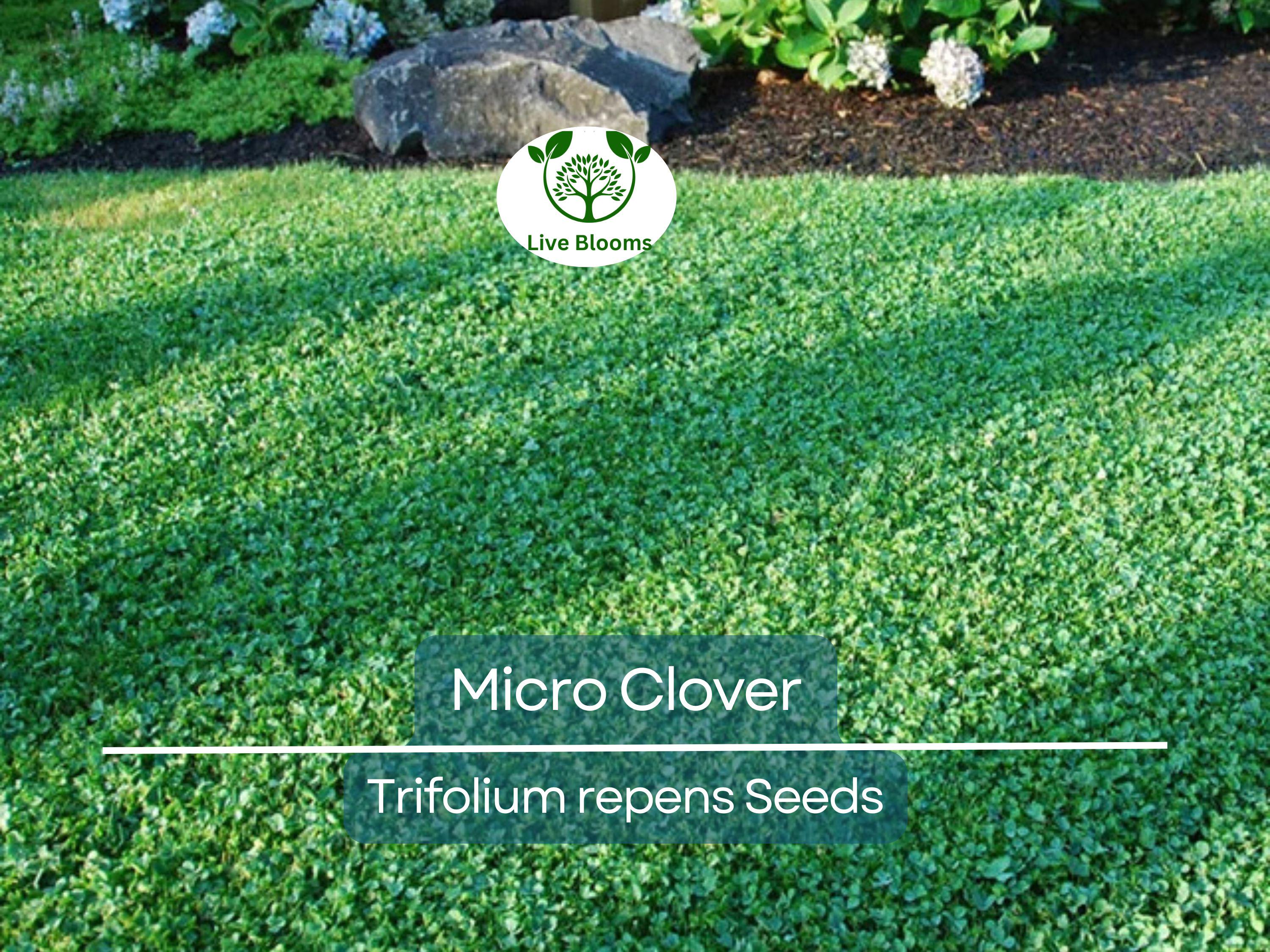 5000 Micro Clover Seeds, Non-GMO, Low-Maintenance Ground Cover, Lawn Alternative, Eco-Friendly, Perfect for Lawns & Gardens