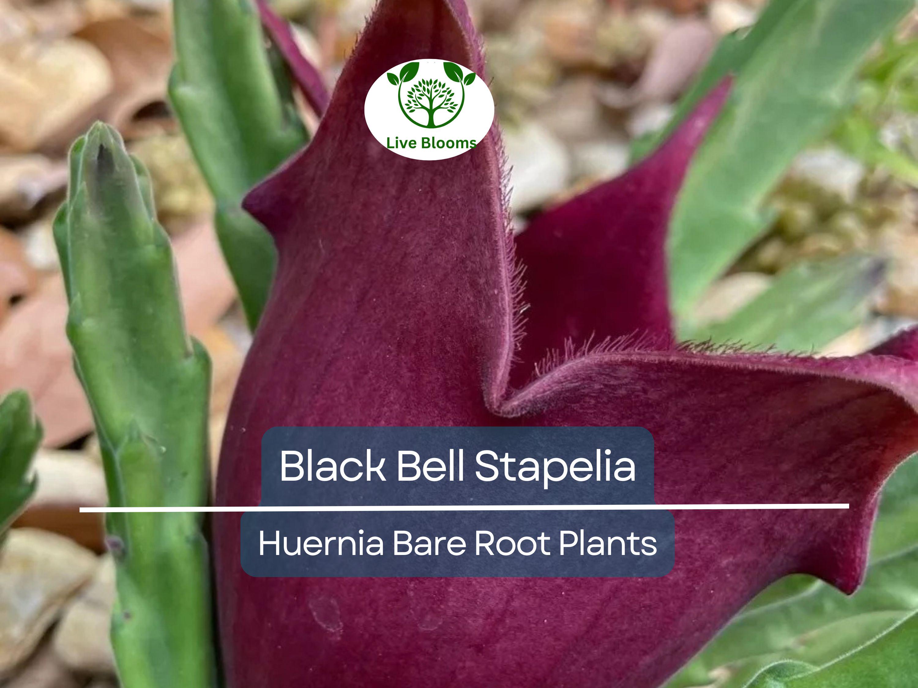 1 Black Bell Stapelia – Live Bare Root Succulent – Huernia leendertziae Rare Orbea-Like Plant – Dark Star-Shaped Bloom