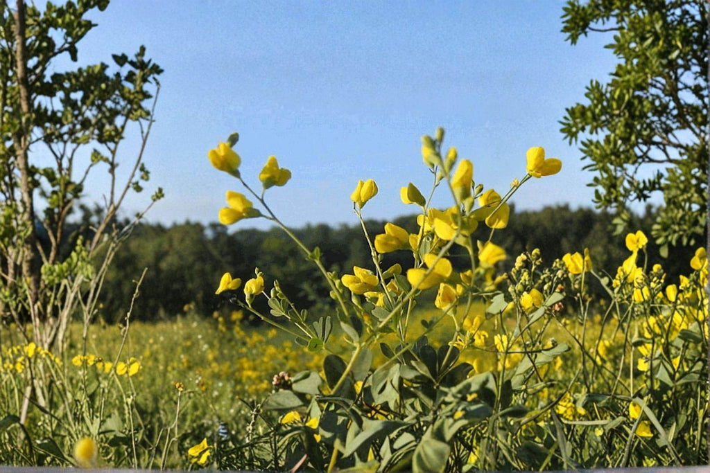 Yellow Wild Indigo – Baptisia tinctoria Seeds | 15 Seeds | Native Perennial Wildflower | Flowering Plant