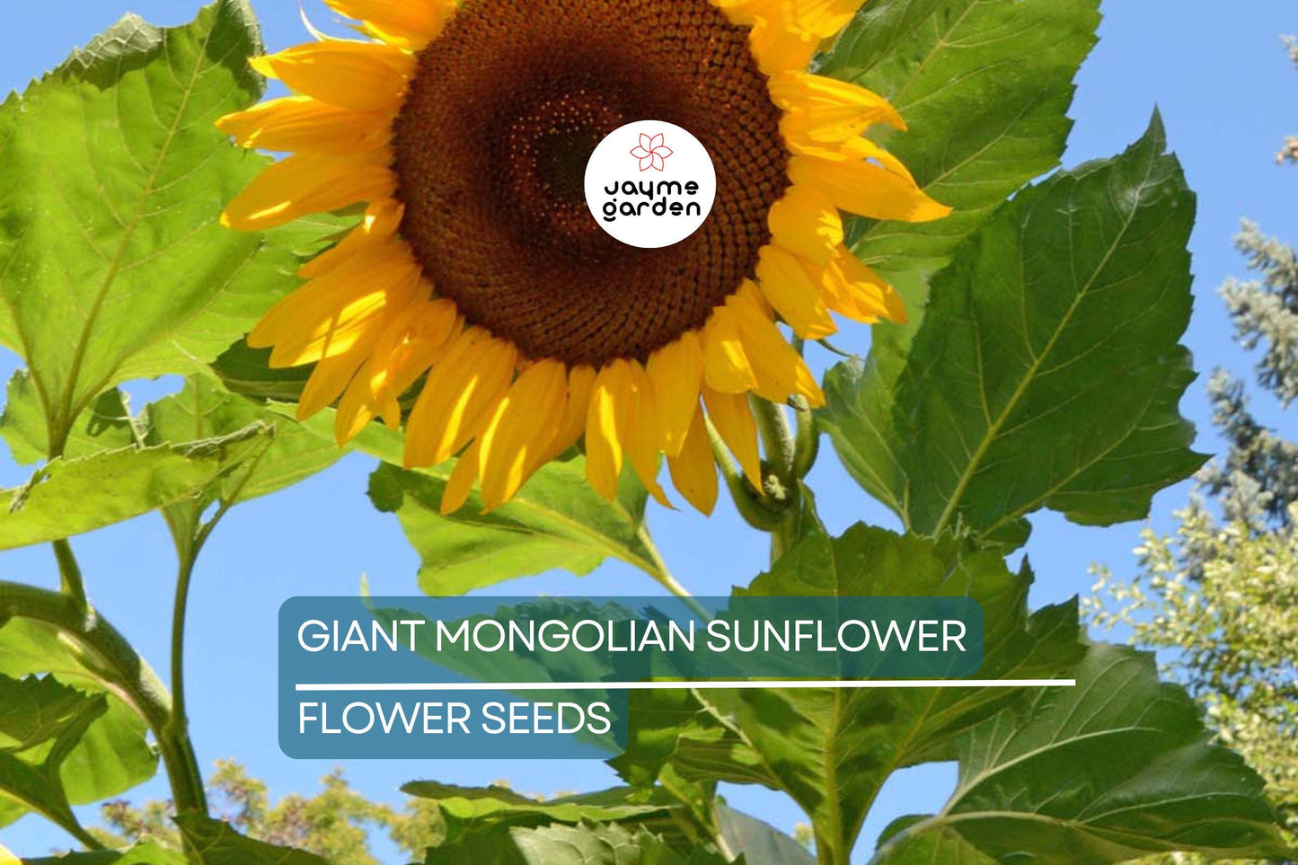 30 Giant Mongolian Sunflower Seeds – Non-GMO, Huge 18" Blooms, 14ft Tall | USA Seller, Free Shipping