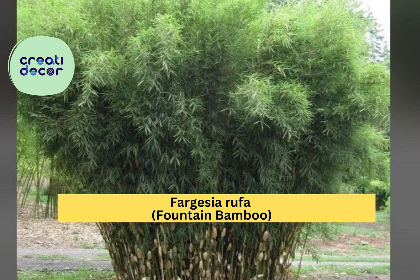 Fountain Bamboo – Fargesia rufa – Live Rooted Clumping Bamboo Plant 18–24” Tall, Non-Invasive Cold Hardy Ornamental Grass