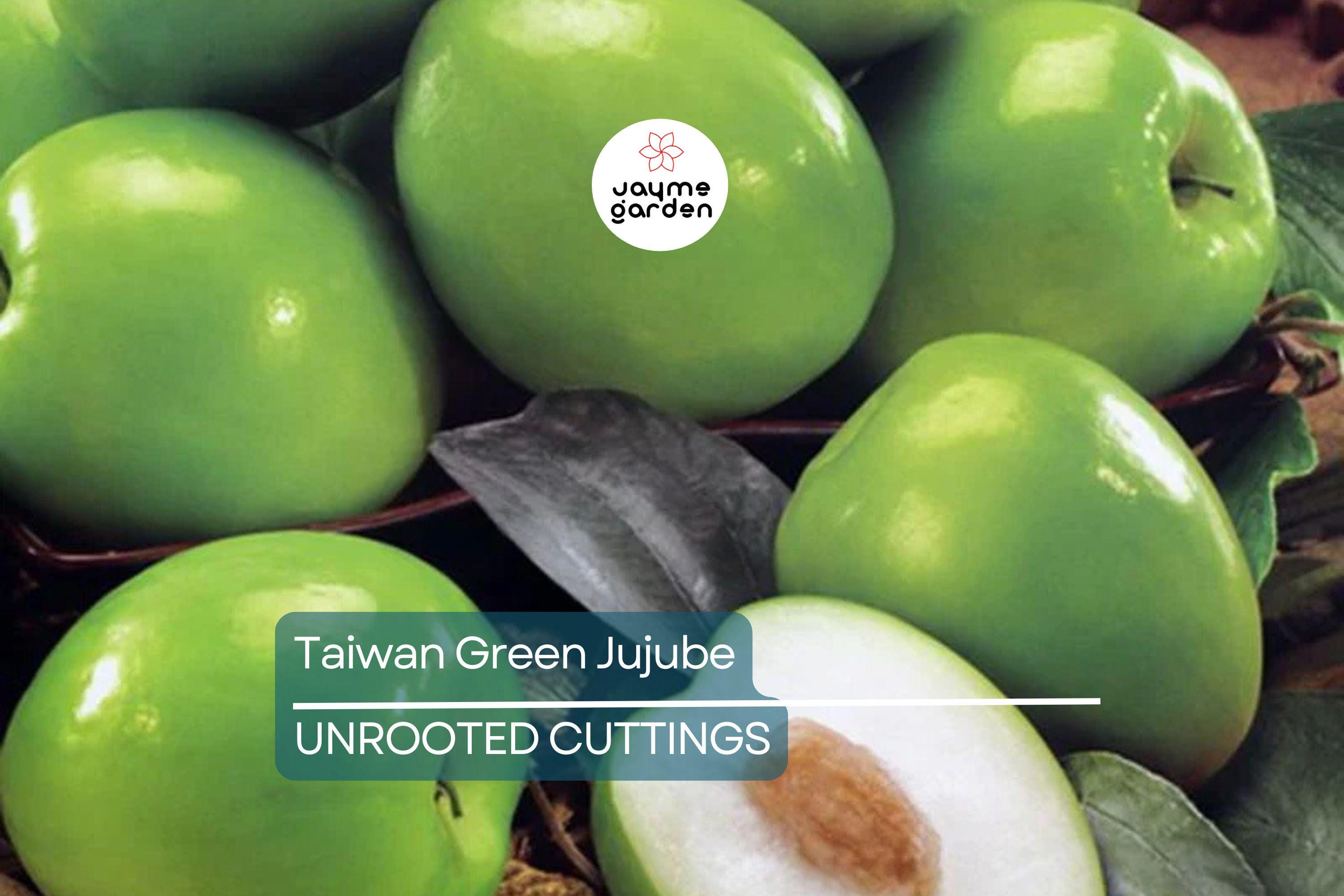 Taiwan Green Jujube – 4 Unroot Cuttings, 10" Long, Juicy Sweet Fruit 19 Brix, Large Harvest Tree