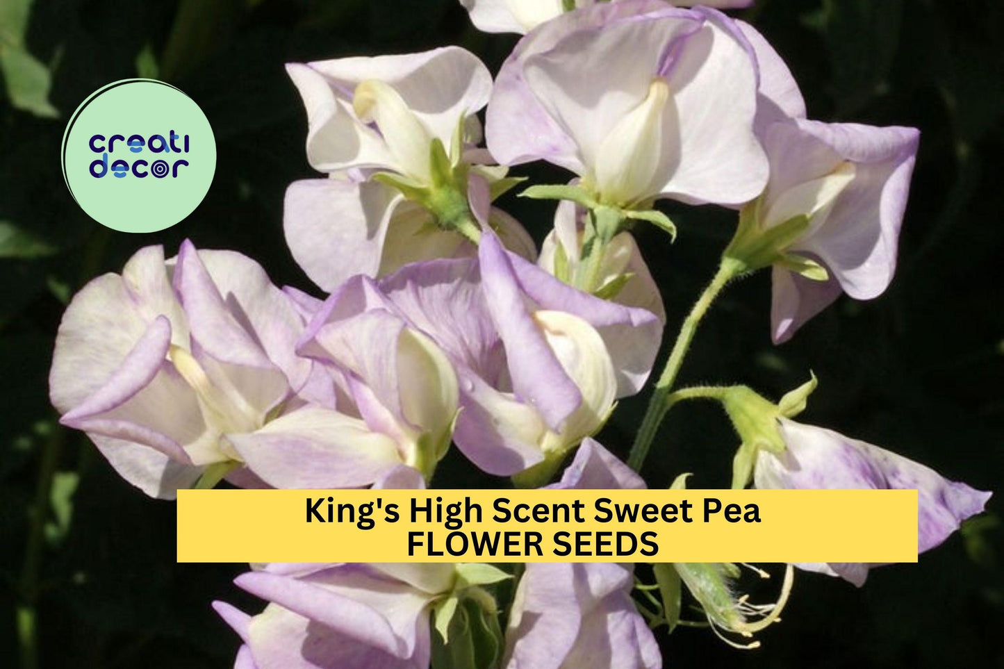 50+ King's High Scent Sweet Pea Seeds – Cream & Lavender Blooms with Exceptional Fragrance, Climbing Vines for Trellises – USA