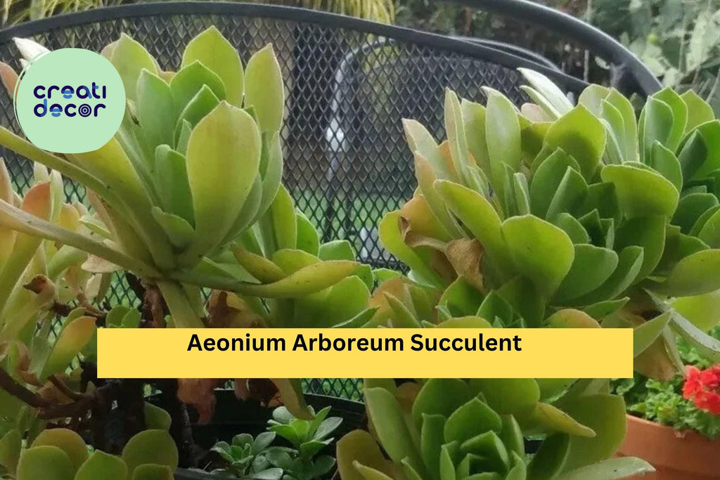 Aeonium Arboreum Succulent Cuttings – 2 Fresh Unrooted Stems, Easy to Root, Drought-Tolerant Succulent for Pots or Rock Gardens, Zones 9–11