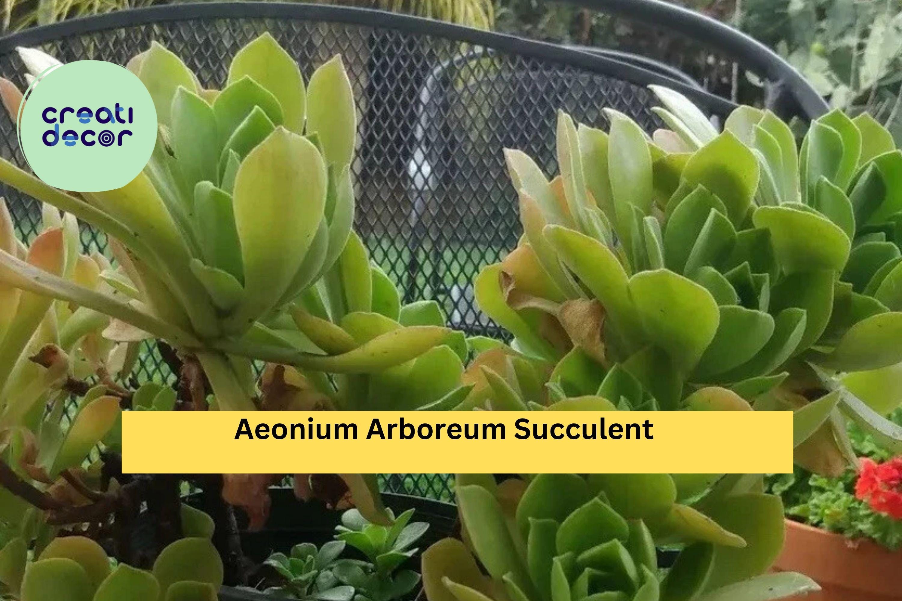 Aeonium Arboreum Succulent Cuttings – 2 Fresh Unrooted Stems, Easy to Root, Drought-Tolerant Succulent for Pots or Rock Gardens, Zones 9–11