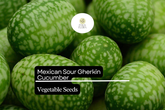 25 Seeds Mexican Sour Gherkin Cucumber (Melothria scabra) – Tiny, Tangy, Heirloom Cucumber