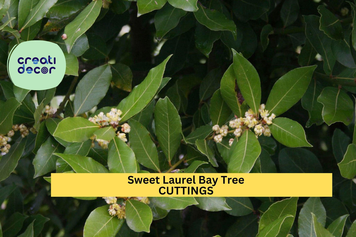 10 Sweet Bay Laurel Tree Cuttings – Laurus nobilis | Culinary Herb Cuttings for Planting in Pots or Gardens | Fresh Unrooted Stems