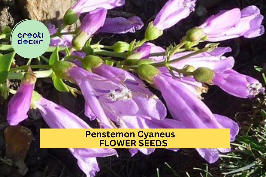 3pcs of 100mg Penstemon cyaneus Seeds – Blue Penstemon Wildflower for Dry Gardens, Meadows, or Pollinator Landscaping Seeds for Planting