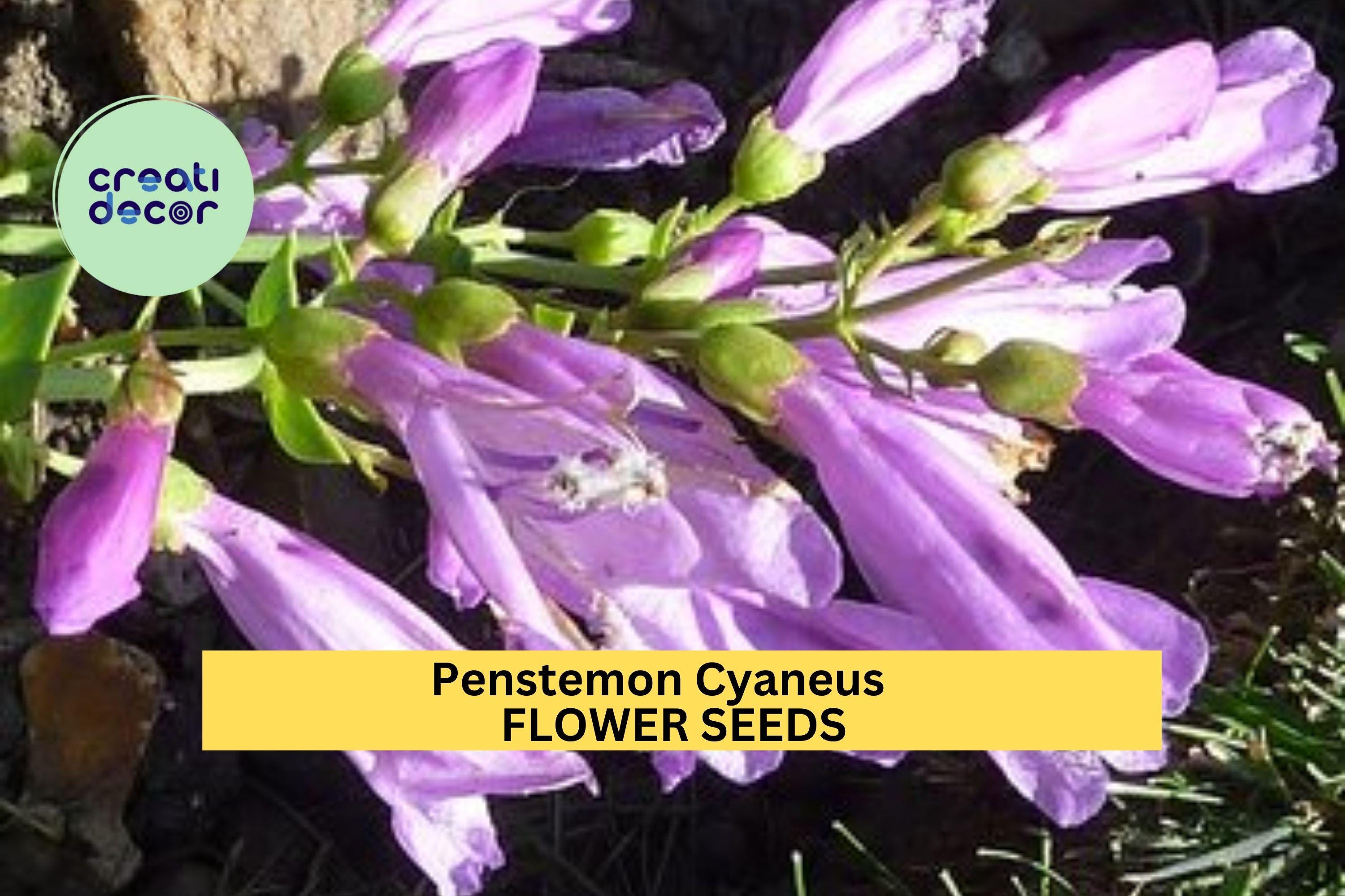 3pcs of 100mg Penstemon cyaneus Seeds – Blue Penstemon Wildflower for Dry Gardens, Meadows, or Pollinator Landscaping Seeds for Planting