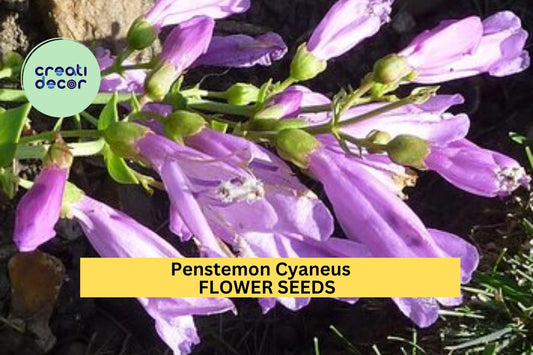 3pcs of 100mg Penstemon cyaneus Seeds – Blue Penstemon Wildflower for Dry Gardens, Meadows, or Pollinator Landscaping Seeds for Planting