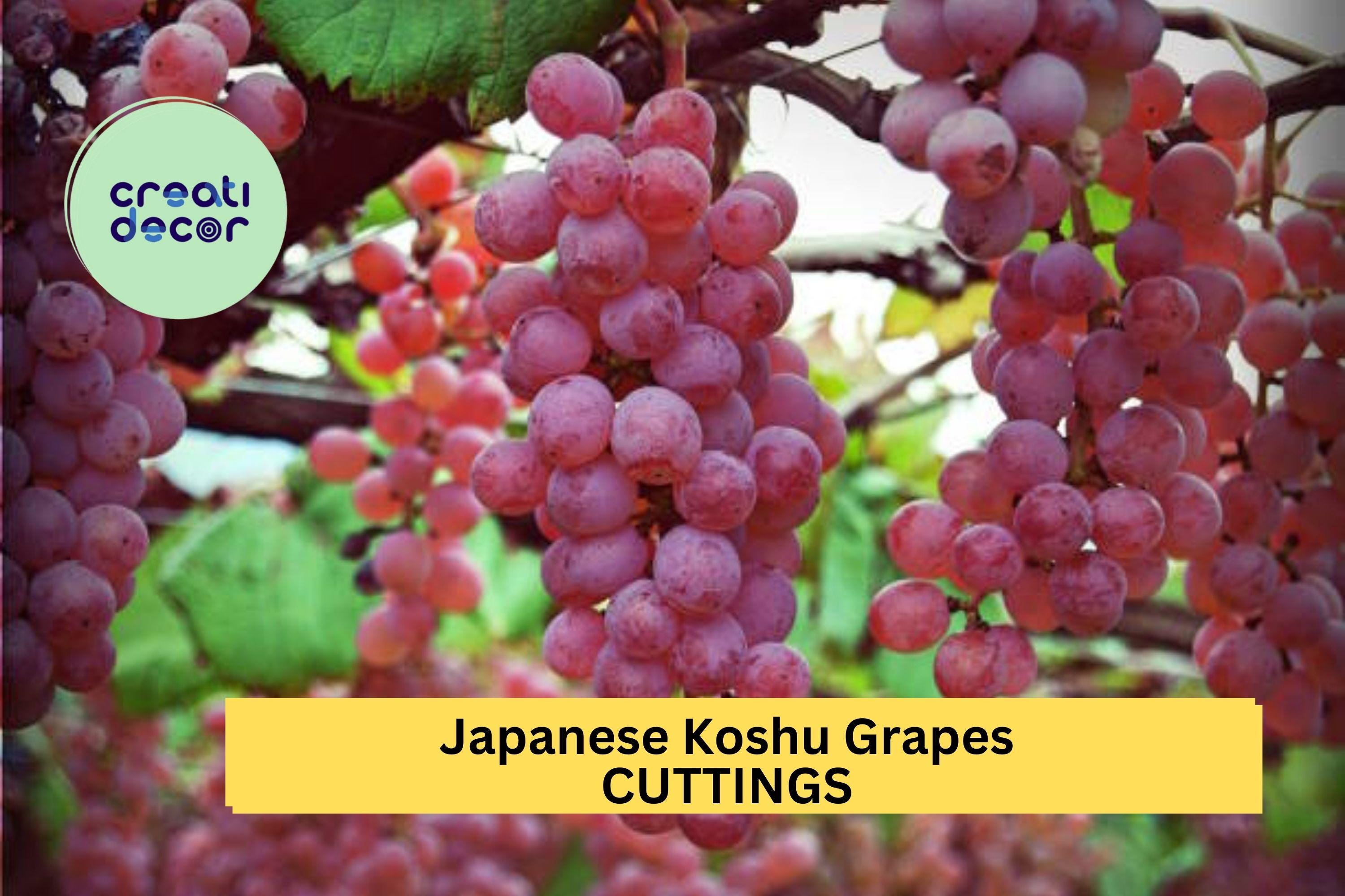 5 Organic Koshu Grape Cuttings – Super Rare Japanese Variety for Grafting or Rooting, Hardy White Wine Grape – USA