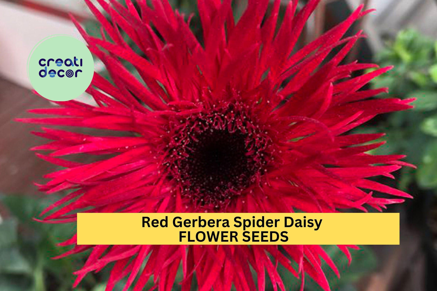 50+ Red Gerbera Spider Daisy Seeds – Unique Spiky Petal Blooms for Garden Planting, Bold Red Summer Flowers for Beds & Pots – USA