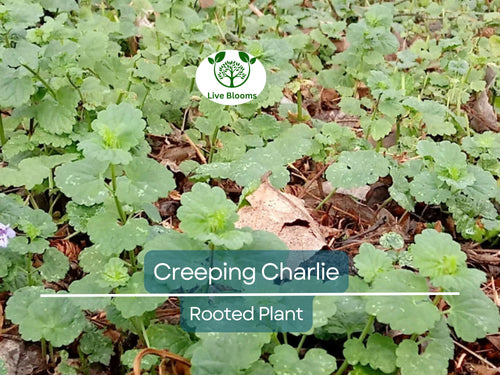 1 Creeping Charlie Friendship Plant - Live Plant, Pilea Nummulariifolia, Ground Cover, Easy Care, Indoor Outdoor, Unique Trailing Vine