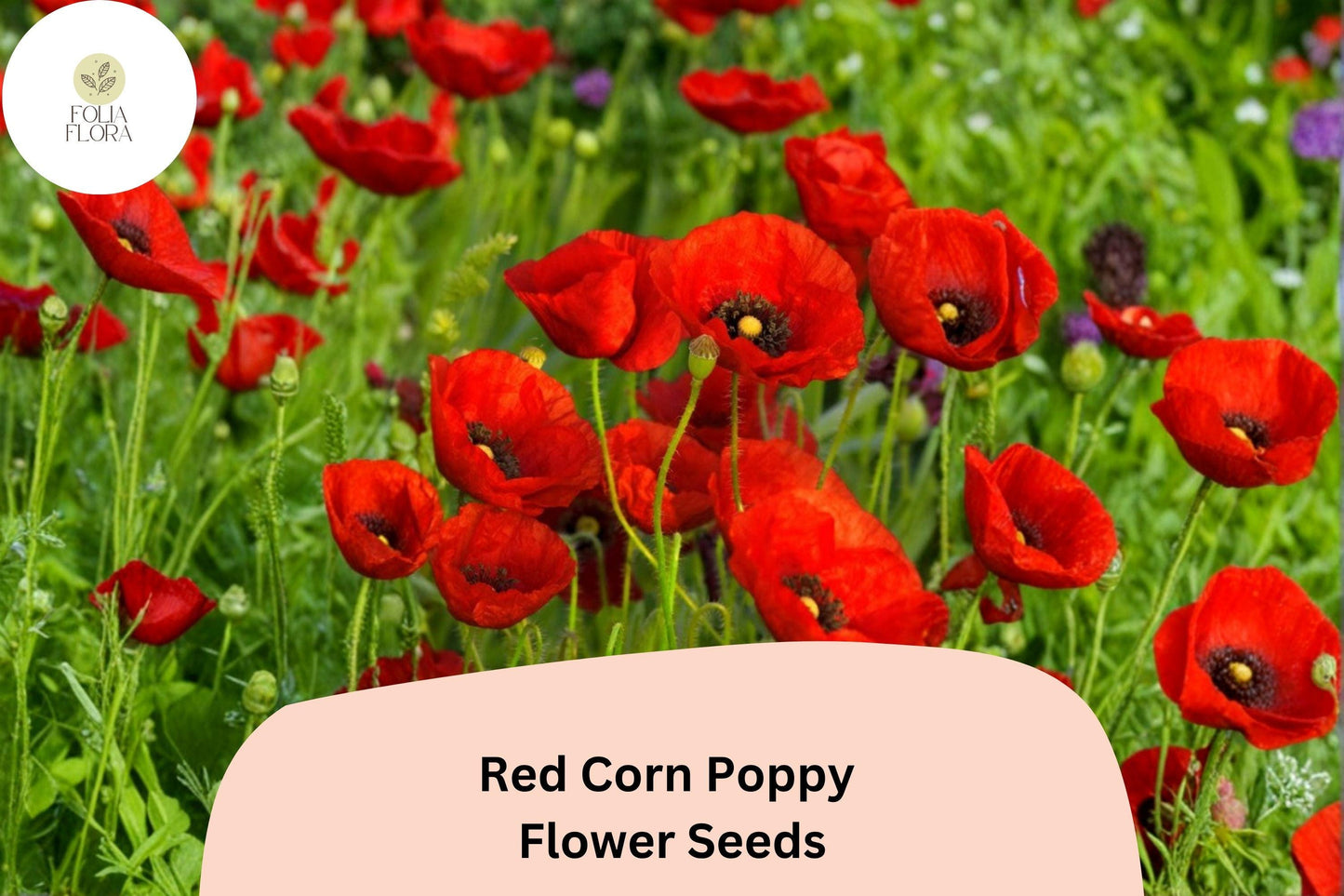 200+ Red Corn Poppy Seeds for Garden Planting – Bright Red Blooms, Easy to Grow Wildflower Perennial