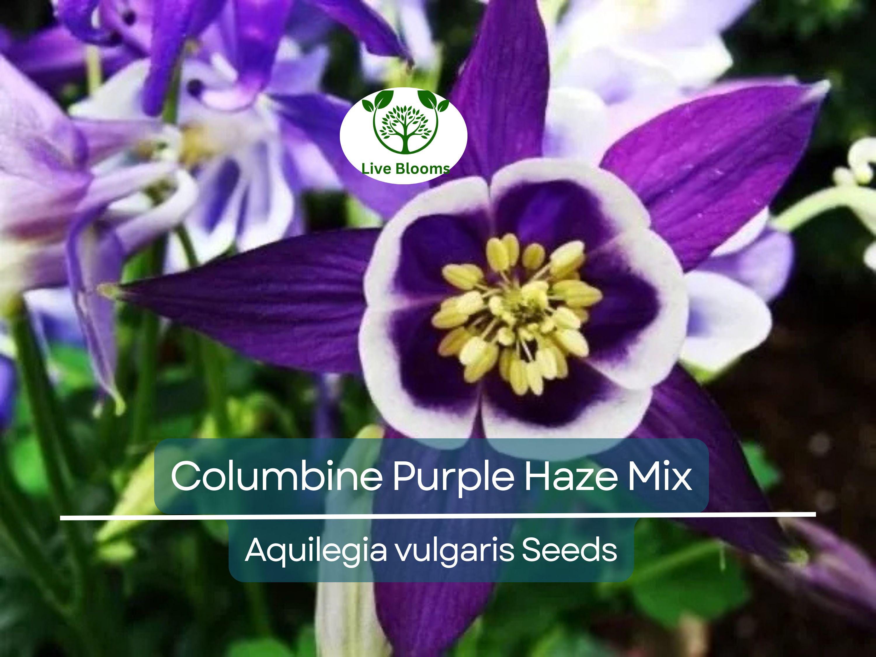 200 Seeds Columbine Purple Haze Mix (Aquilegia vulgaris) Perennial Flowers, Non-GMO, Attracts Hummingbirds & Butterflies, Colorful Garden