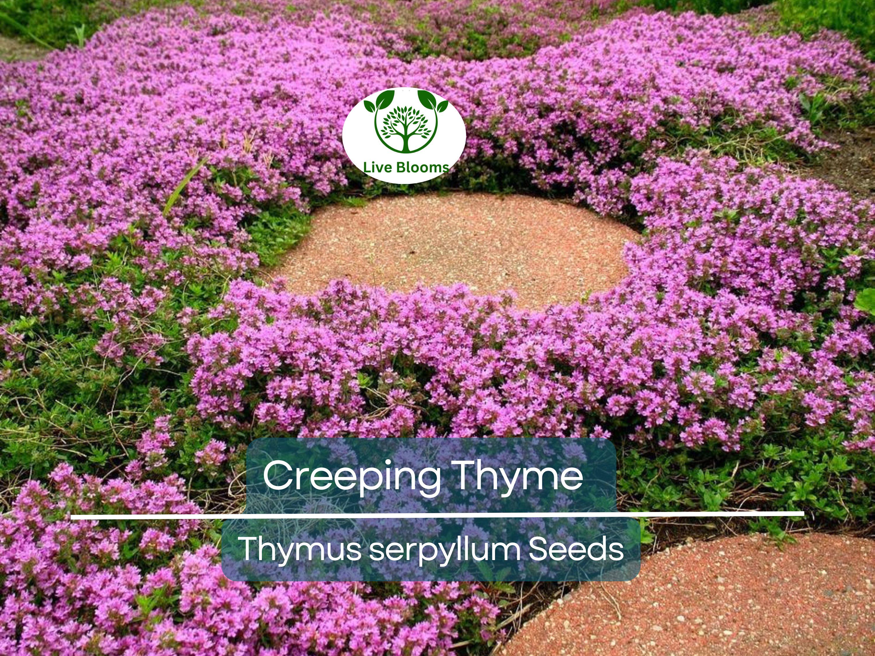 5000 Creeping Thyme Seeds | Perennial Herb & Purple Groundcover | Aromatic Low-Growing Thyme Plant for Gardens, Lawns, and Landscaping