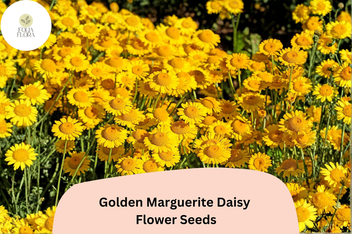 200+ Golden Marguerite Daisy Seeds | Anthemis tinctoria | Yellow Perennial Blooms | Pollinator Garden Flowers
