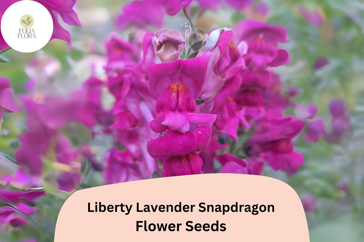 Antirrhinum majus Liberty Lavender Snapdragon Seeds – 1000+ Soft Purple Blooms for Garden & Cut Flowers