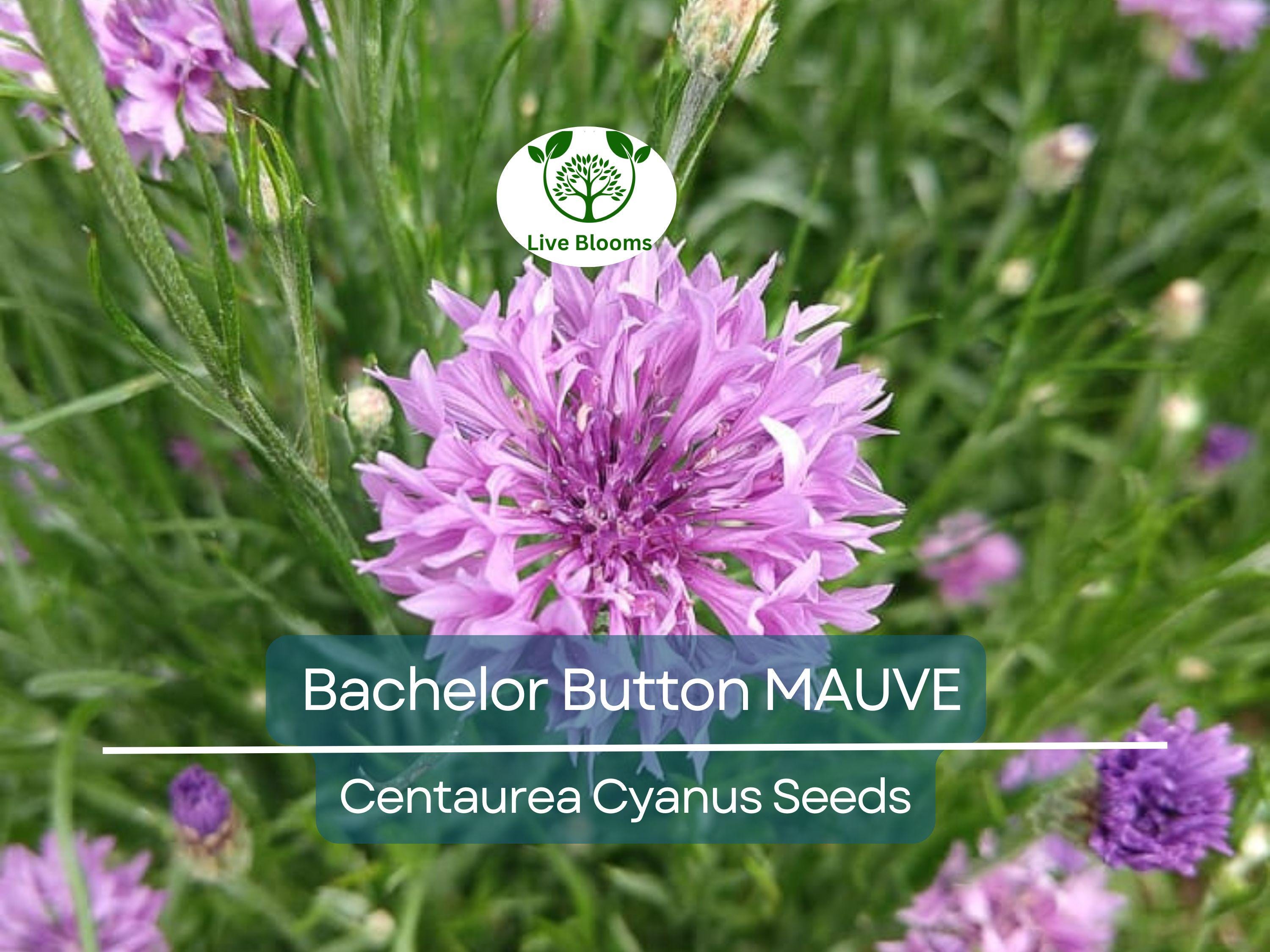 200 Seeds Cornflower / Bachelor Button MAUVE Heirloom Flowers - Centaurea Cyanus Non-GMO, Spring Plant, Easy to Grow, Garden Flower Seeds