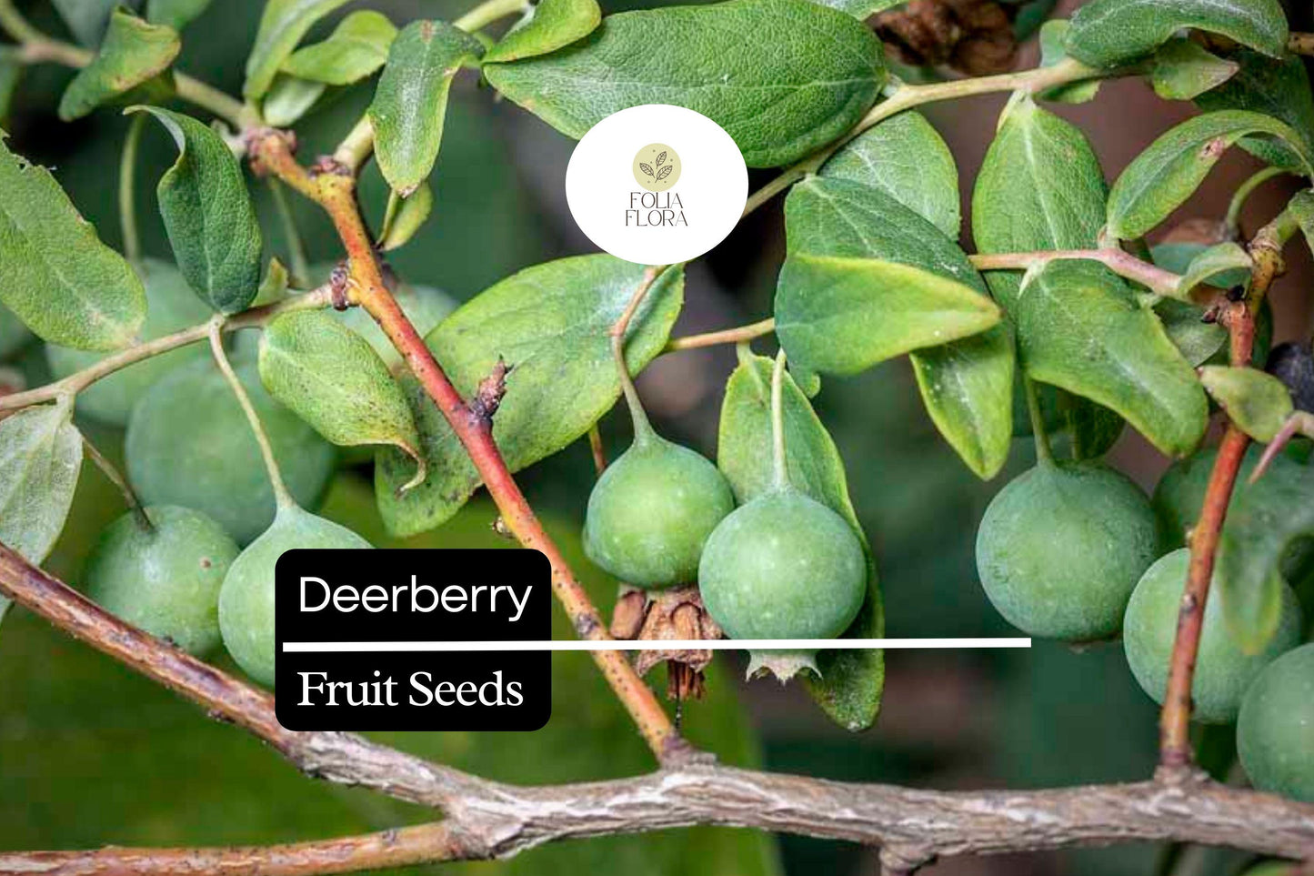 Deerberry Seeds (25) | Vaccinium stamineum | Native Wild Blueberry Shrub | Fruit Plant for Wildlife & Landscapes