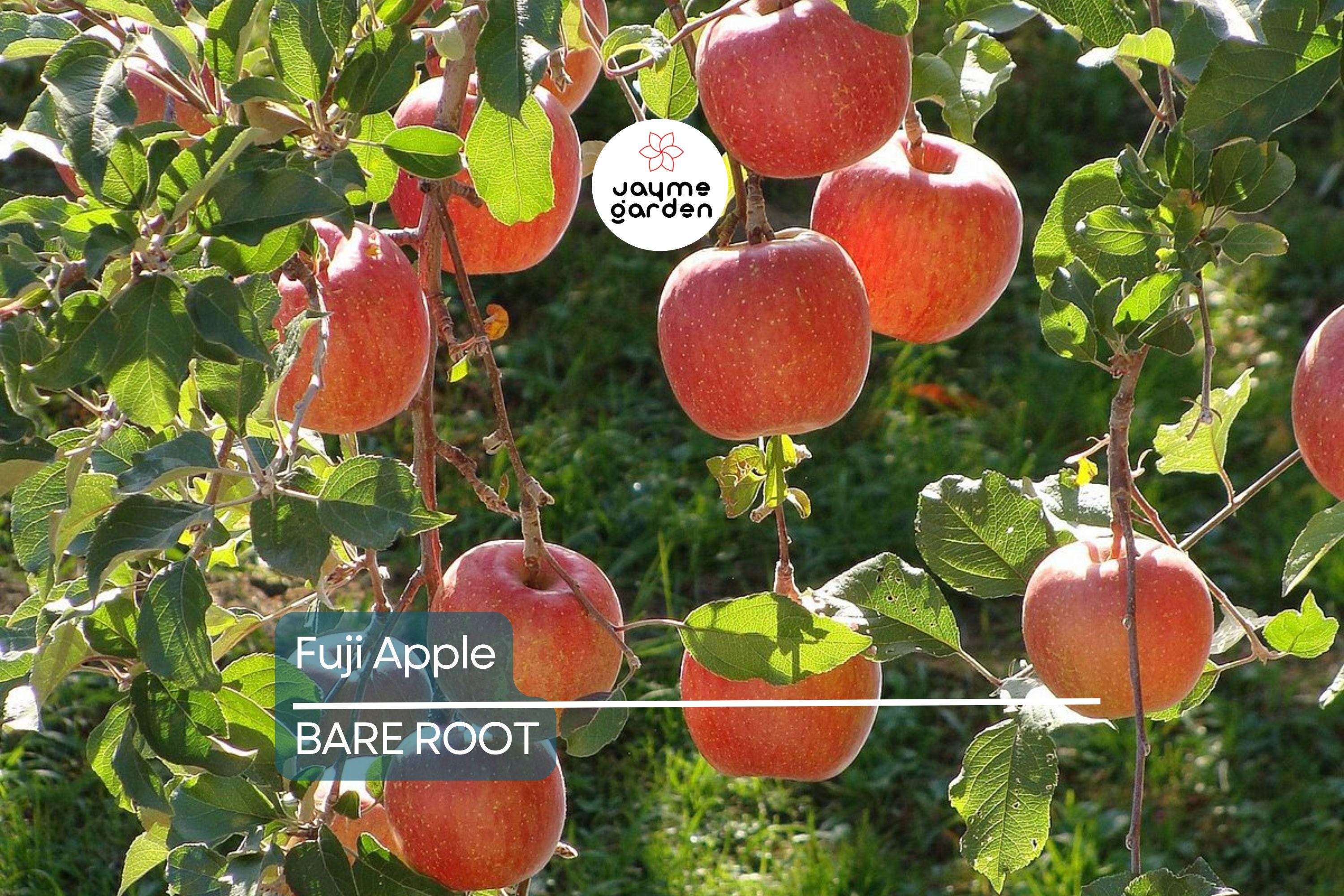 Fuji Apple Tree Live Plant | 2-3 Ft Tall | Bare Root Semi-Dwarf Fruit Tree | Sweet & Juicy Apples | Cold Hardy | Zones 4-9